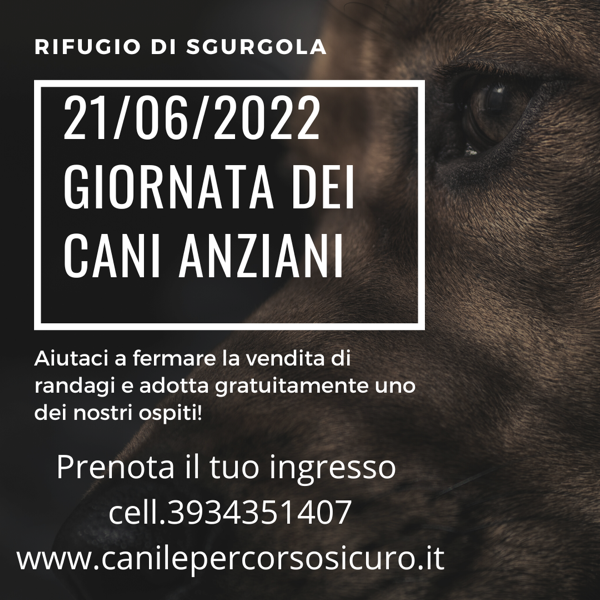 Giornata dei cani anziani