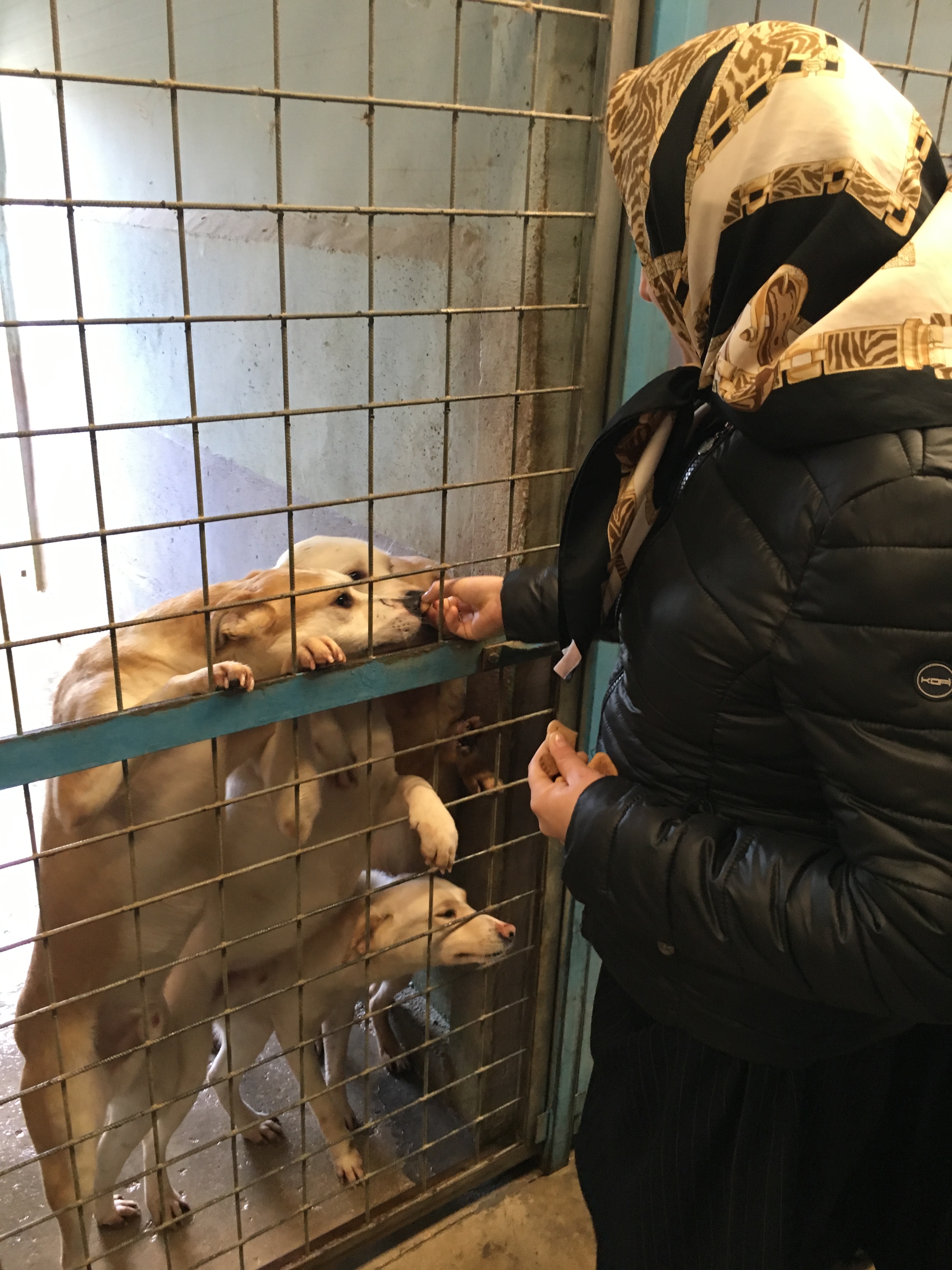 Bellissima iniziativa, dell'associazione ACCADEMIA KRONOS sez.di Frosinone in collaborazione con la Cooperativa Percorso Sicuro ed il servizio Veterinario Asl di Anagni, che ha allietato i nostri ospiti con coccole e leccornie!!! 