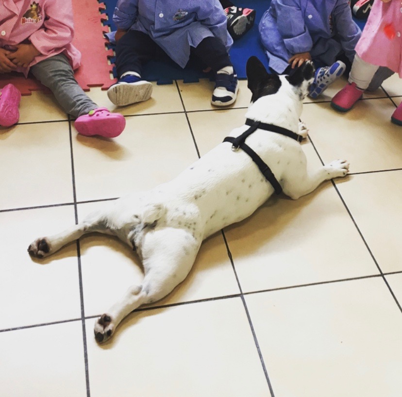 Progetto di educazione scolastica con lezioni teoriche e pratiche rivolte a bambini fino ai 12 anni
il progetto ha lo scopo di sensibilizzare le nuove generazioni alla cura ed al rispetto degli animali, imparare a rapportarsi senza invadere il loro spazio...nozioni base sulla gestione, condotta al guinzaglio, giochi e pulizia..
