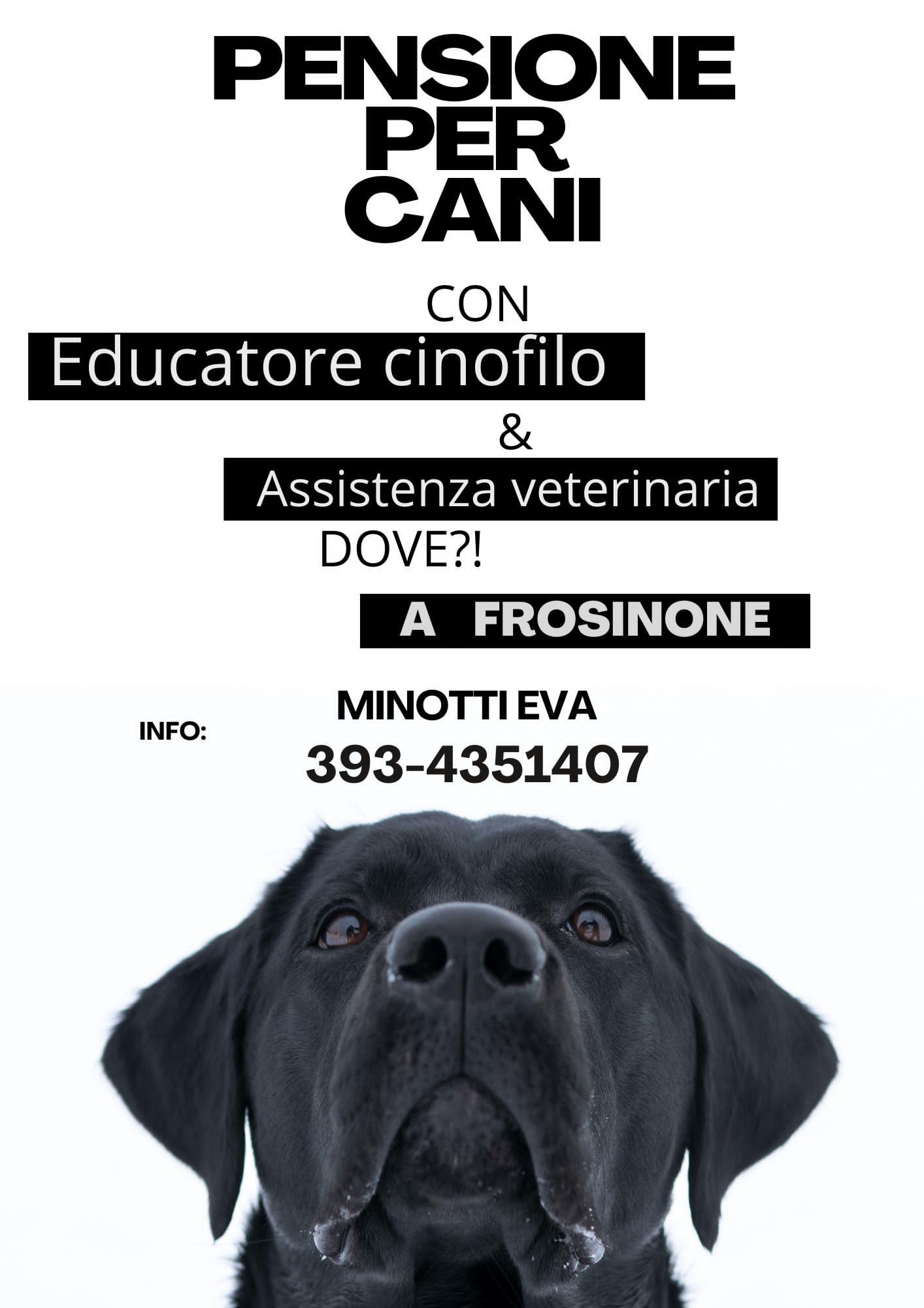 Pensione per cani in loco e a domicilio Pensione per cani in loco e a domicilio Fornito da personale esperto certificato 