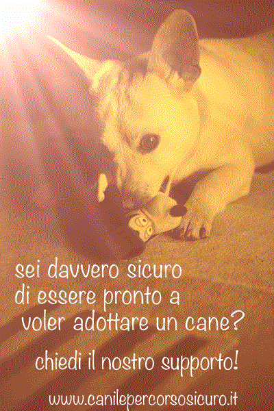 ADOTTA SEI DAVVERO SICURO DI VOLER ADOTTARE UN CANE?!