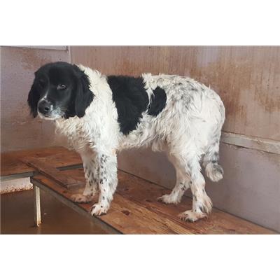 CANE - 594