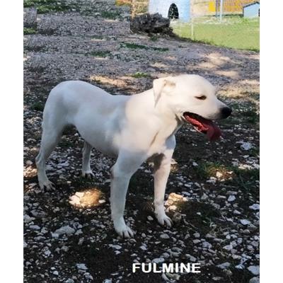 COMUNE DI FROSINONE - 380260042129112