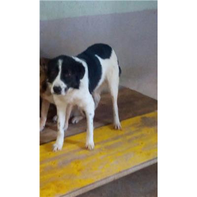 COMUNE DI VILLA SANTA LUCIA - 380260042133902