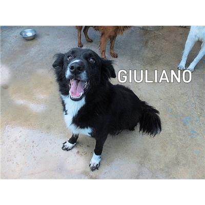 COMUNE DI SAN GIOVANNI INCARICO - 380260042865957