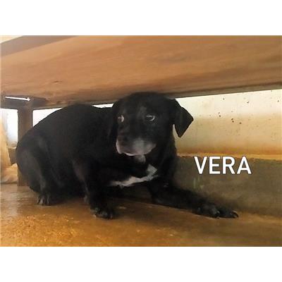 COMUNE DI VEROLI - 380260040548954