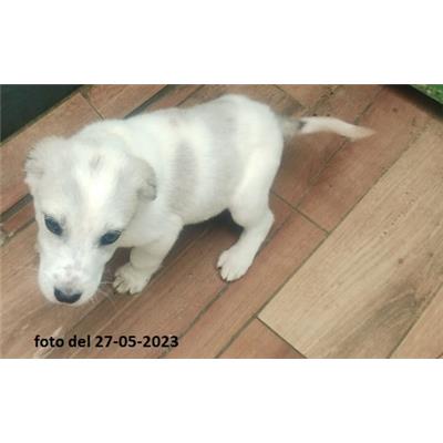 CANE - 3227