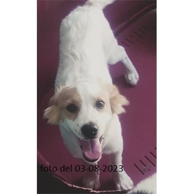 CANE - 3268