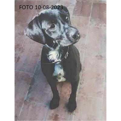 CANE - 3262