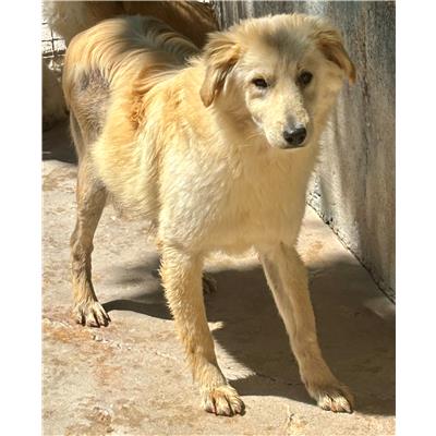 CANE - 3295