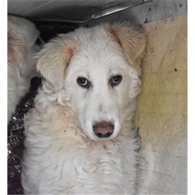 CANE - 571