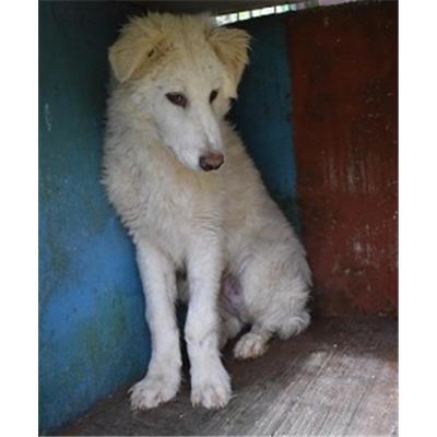 CANE - 572