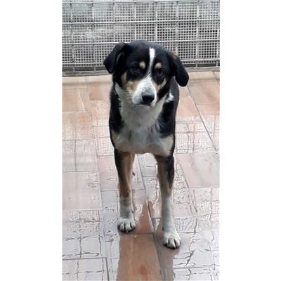 CANE - 3330