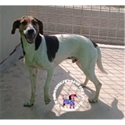 CANE - 3334