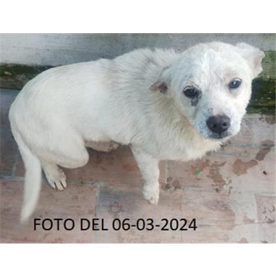 COMUNE DI SAN GIOVANNI INCARICO - 380260004802510