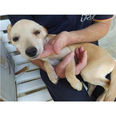 CANE - 3356