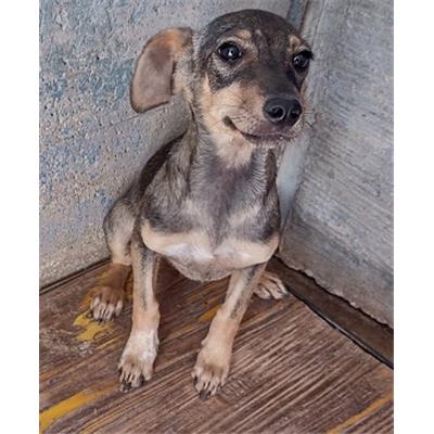 CANE - 3357